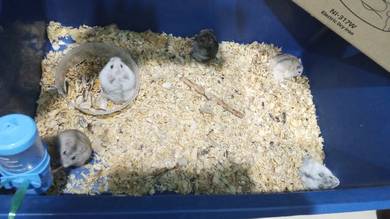 hamster 