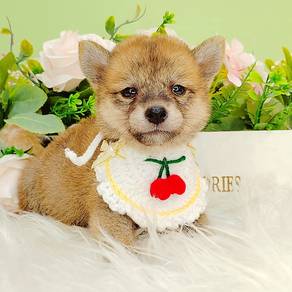 Shiba