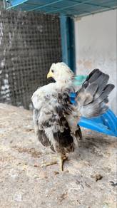 ayam serama