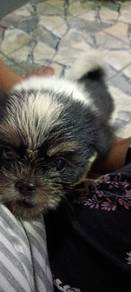 shih tzu 