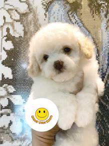 QR3 Parti color Tiny Poodle adorable puppy dog