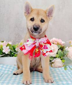 Shiba