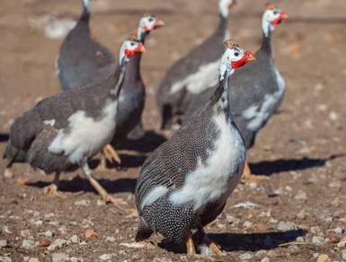 Anak Ayam Mutiara Api Pied guinea fowl chick bird 