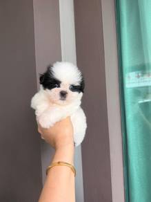Pure Shih tzu puppy