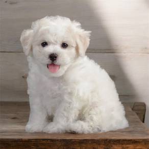 Bichon frise female