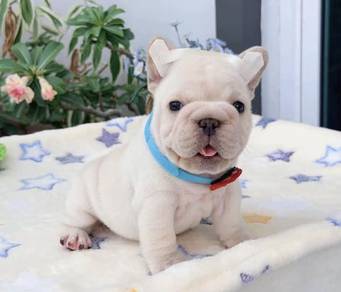 FRENCH BULLDOG PUPPIES VIP832 🌻 Boy-Girl Cream