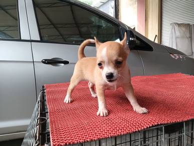 Chihuahua