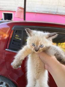 siame ragdoll mix