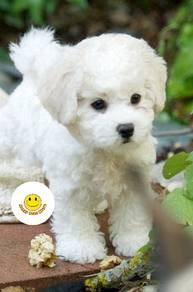 QTT1010 MALTIPOO Maltese x Poodle puppy