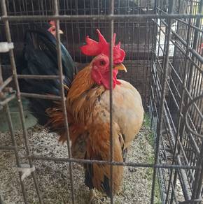 ayam serama 