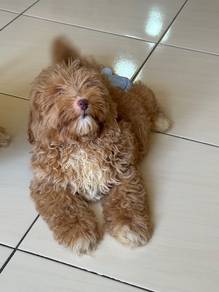 Poddle maltese