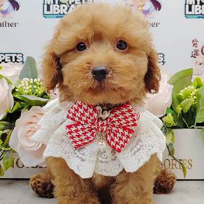 Poodle