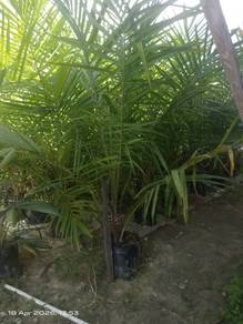 bibit sawit