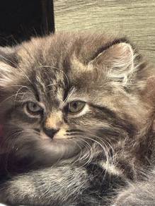 Domestic Long Hair