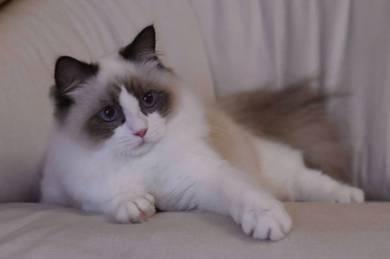 Ragdoll
