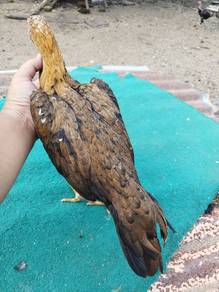 Ayam Muda