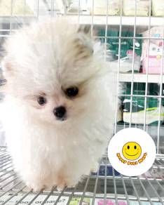 SER_H1600 teacup Pomeranian parti color puppies