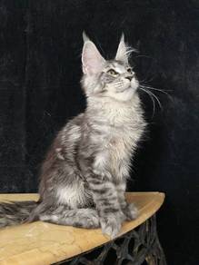 Maincoon sliver tabby(tapak besar)