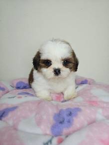 cute baby shih tzu
