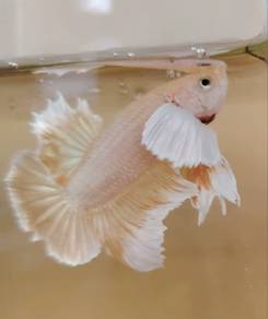 Dumbo betta-Golden Pineapple
