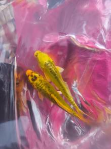 Koi Fish