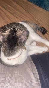 cat for free and trusted people
