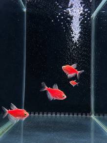 Purple Glofish Tetra