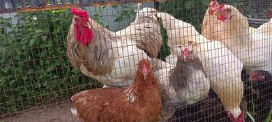 Ayam Brahma Jumbo Baka Pedaging Penelur Kuantan