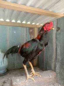 Ayam pakoy 