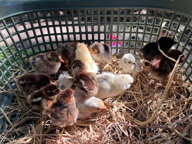 anak ayam arab