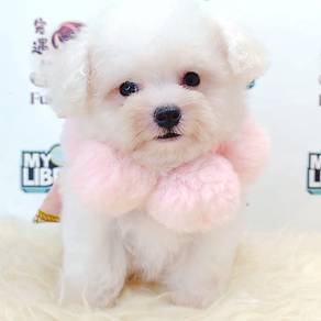 Bichon Frise