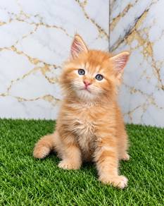Mainecoon Male Kitten 