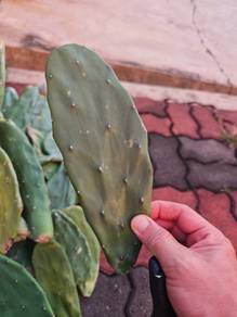 Opuntia/Kaktus Tidak Berduri
