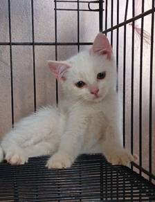 anggora mix persian