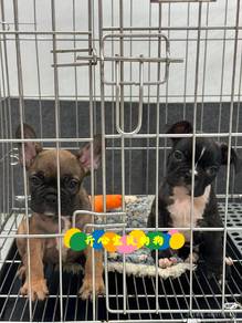 French Bulldog (M/F)
