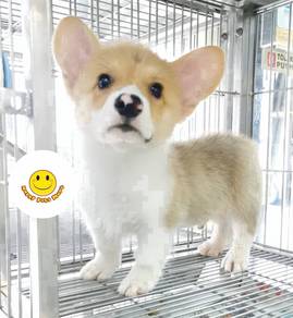 SFSS-58 Welsh Corgi bi color puppy dog