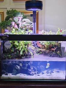 PALUDARIUM Custom Handmade
