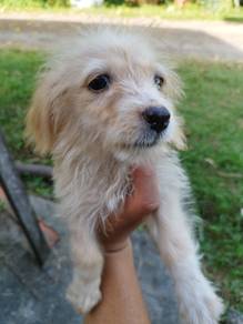 terrier mix kampung