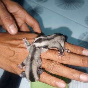 Sugar glider