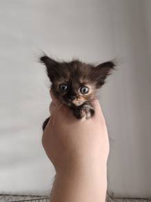 Persian Kitten