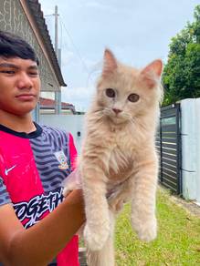 american curl pearl white