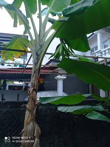 Anak Pisang Tanduk – Manis & Gebu!
