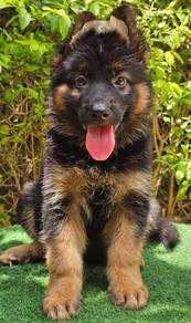 GERMAN SHEPHERD PUPPIES GSD168 🐻 Good structure