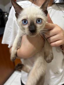 Male Cat 4 Months Old