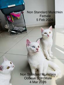 Non Standard Munchkin Female Kitten