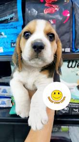 WERR1212 Beagle 2 months old puppies