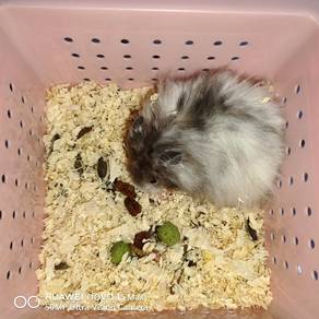Hamster Syirian Poly Black Male