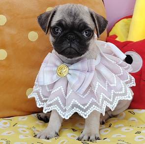 Pug