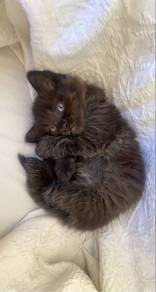 Black Mix Persian Kitten