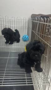 Black poodle female Puppies f1f2